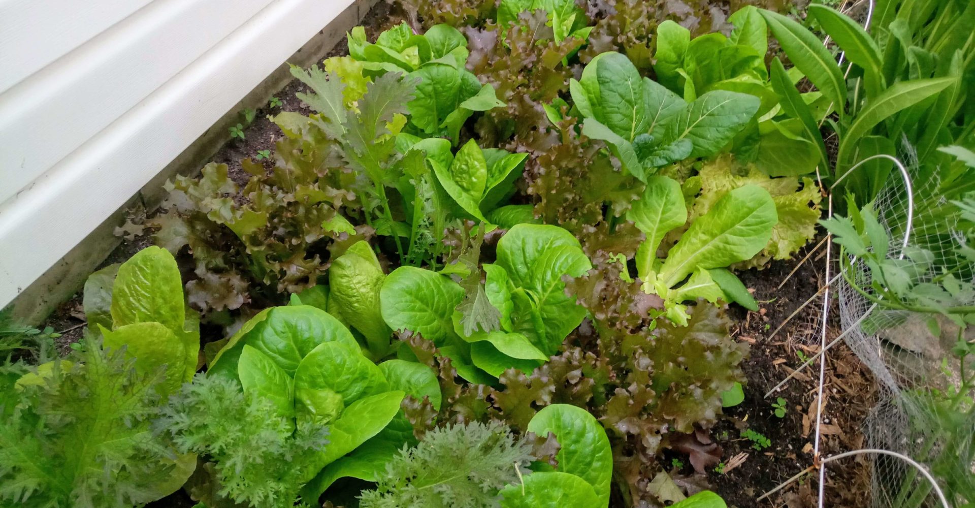 Légumes vivaces Québec