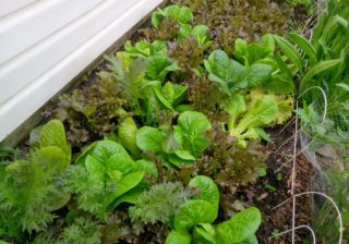 Légumes vivaces Québec