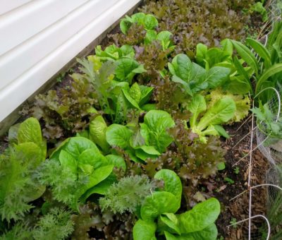 Légumes vivaces Québec