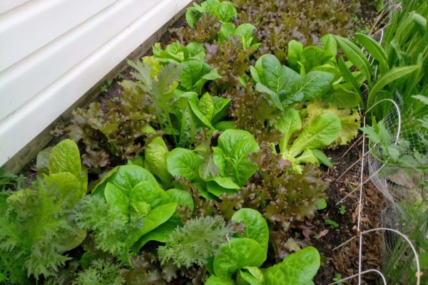 Légumes vivaces Québec